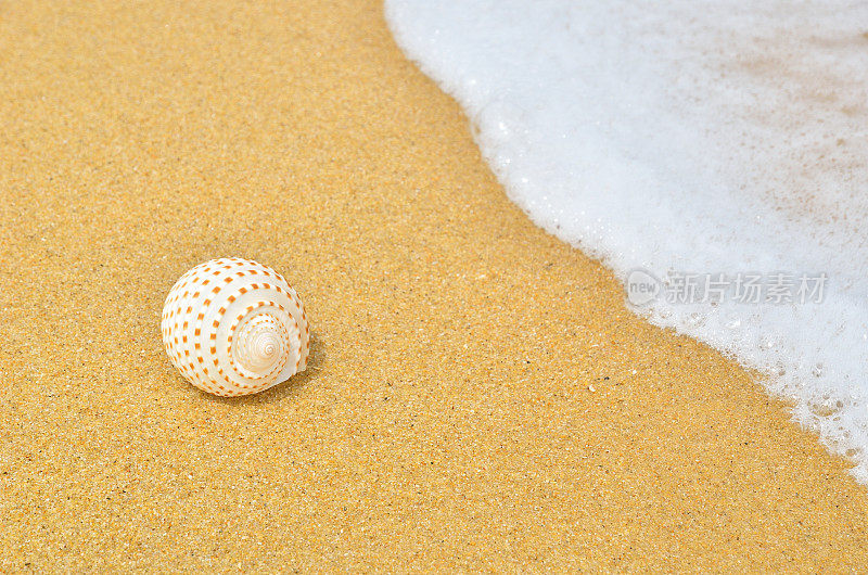 海螺壳和浪花在沙滩上