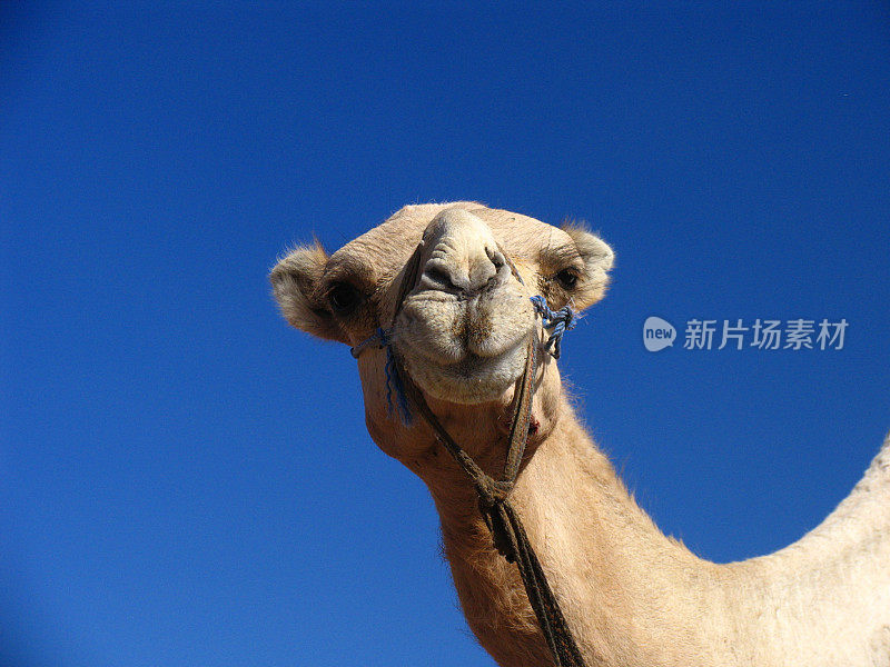 骆驼在蓝天下