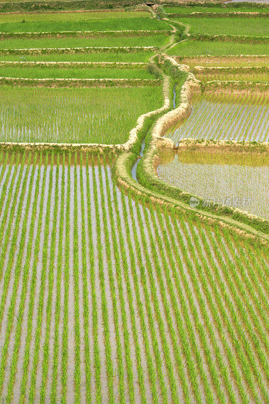 马达加斯加绿色的稻田