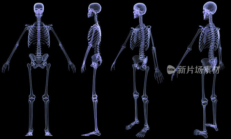 Skeleton-4观点x射线