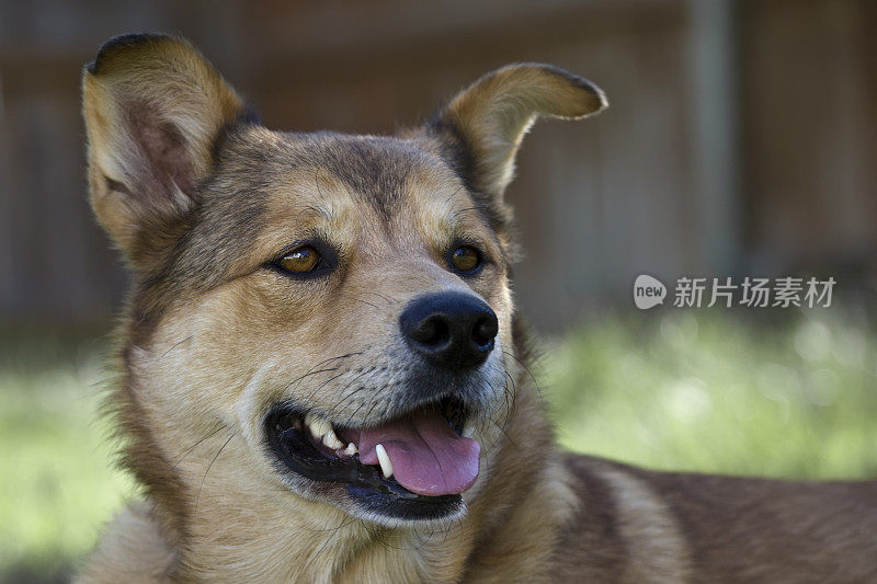 杂交犬(XL)特写