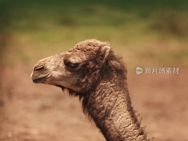 婴儿单峰骆驼骆驼