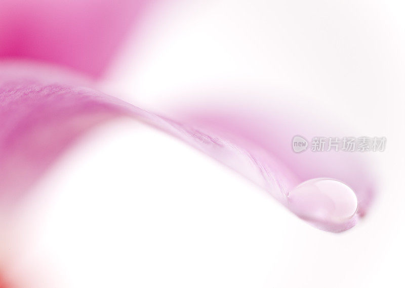 粉红郁金香上的水滴，柔和的焦点
