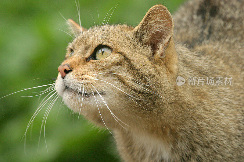 野猫抬头看