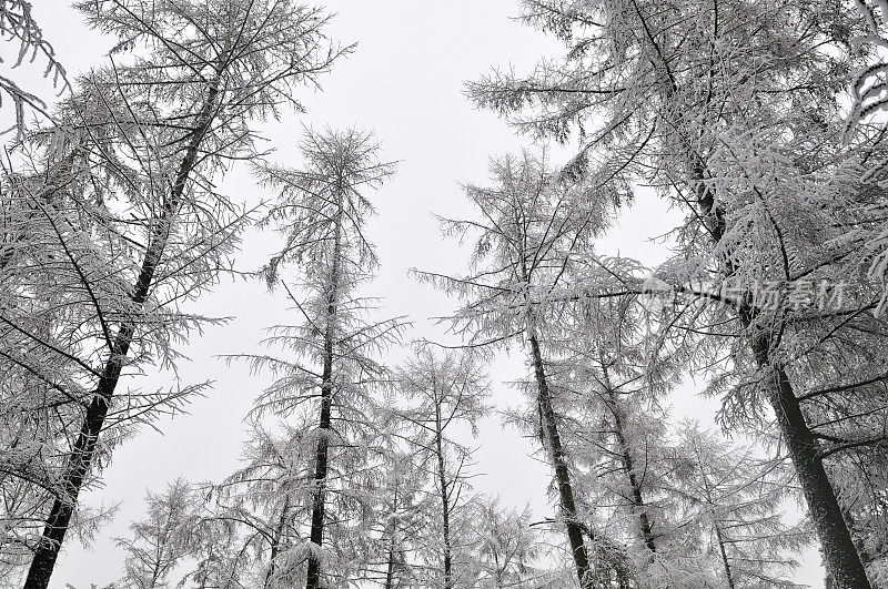 白雪皑皑的松树