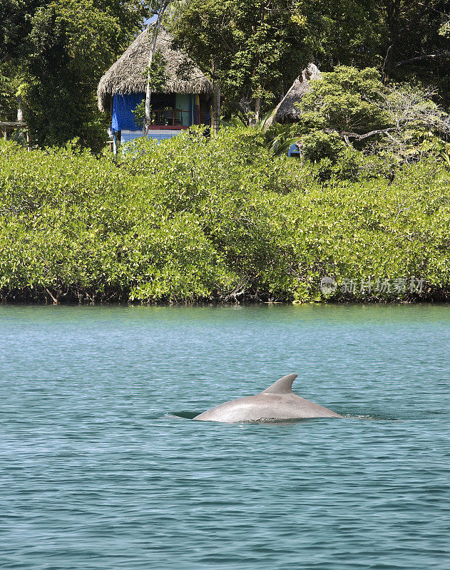 “Bocatorito湾的海豚”，Panamá。