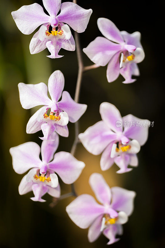 粉色兰花挂