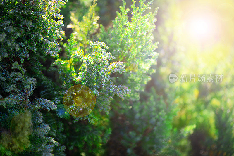 花园里的针叶树