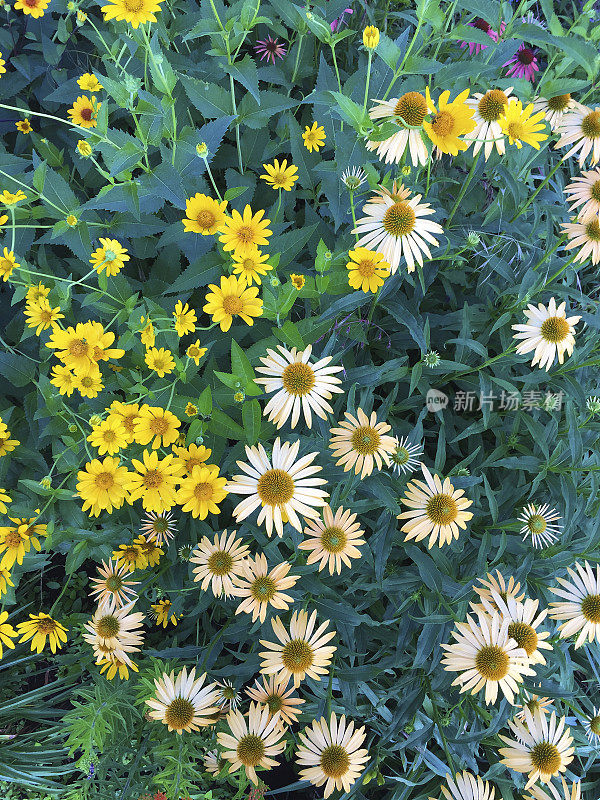 夏季多年生花卉花园