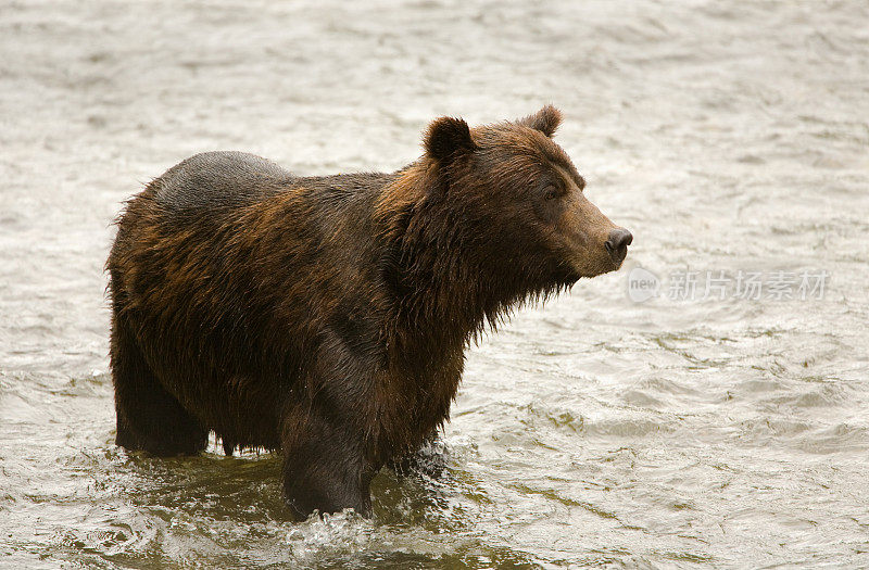 在河里潜行的灰熊