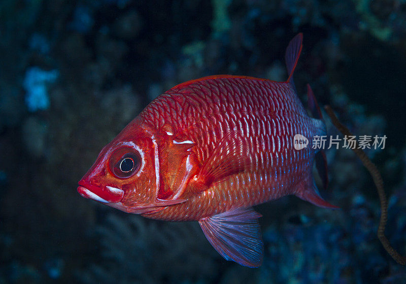 珊瑚礁上的红鱼