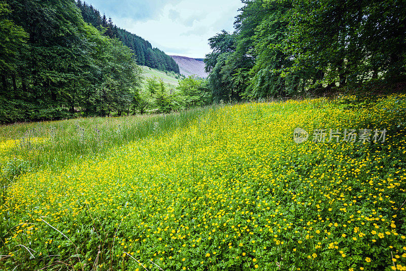 夏日的毛茛草地