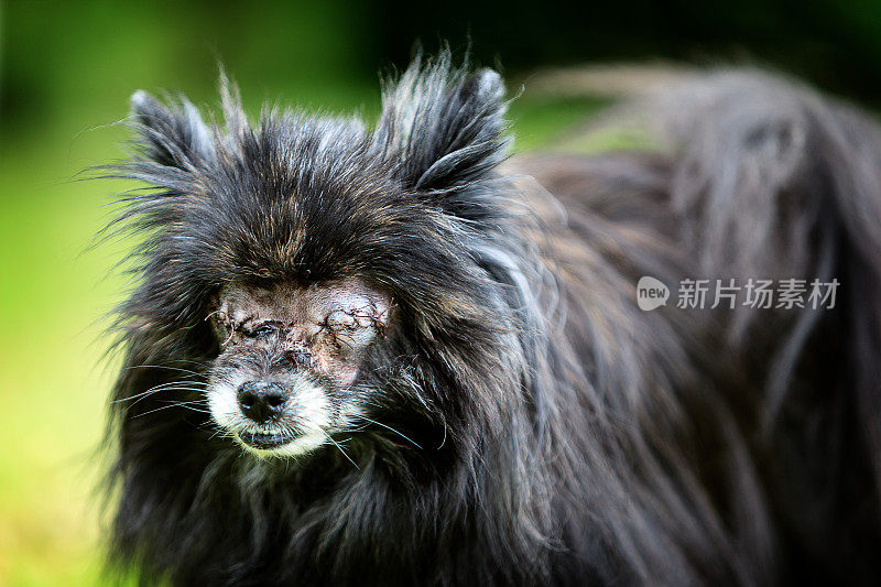 失明的博美犬，眼睛最近被缝上了。