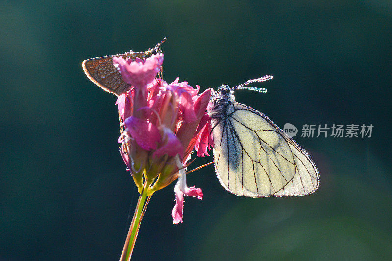 花上的蝴蝶