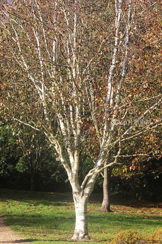 白桦树，白色树皮(桦木)，秋天