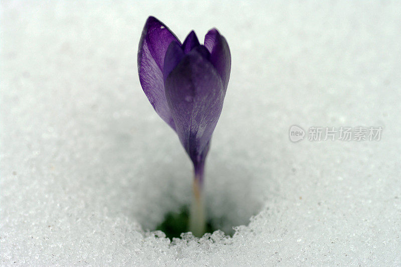 雪中的番红花