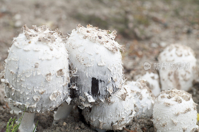 毛绒绒墨帽(鸡腿肉)