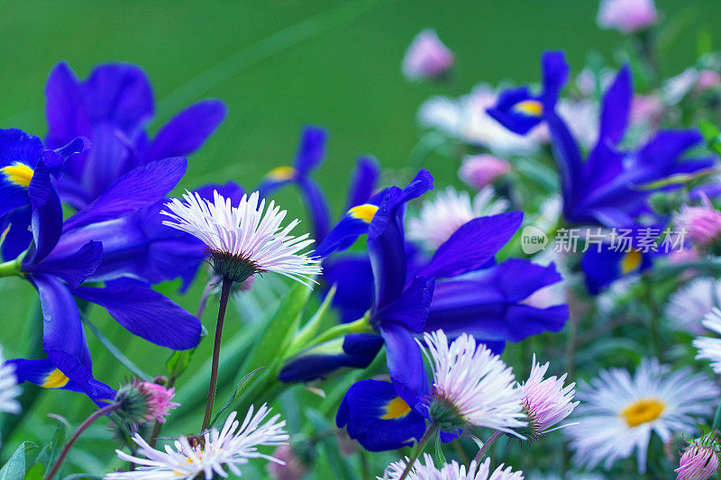 艾里斯和夏天的雏菊