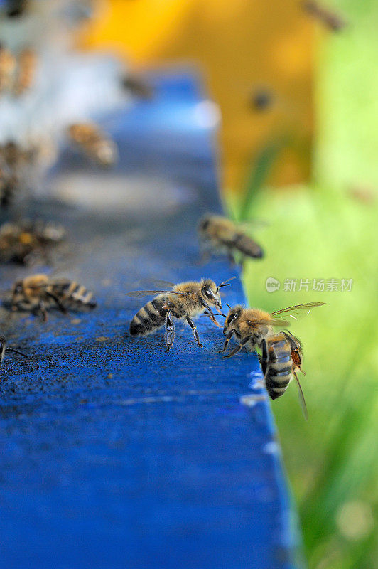 蜜蜂在蜂箱前