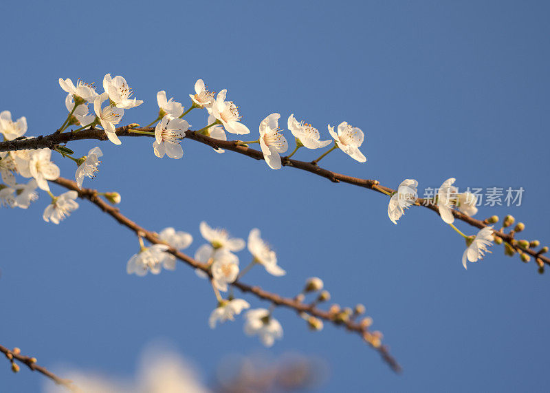 梅花