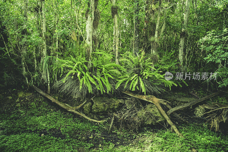 大沼泽地用蕨类植物淹没了绿色景观