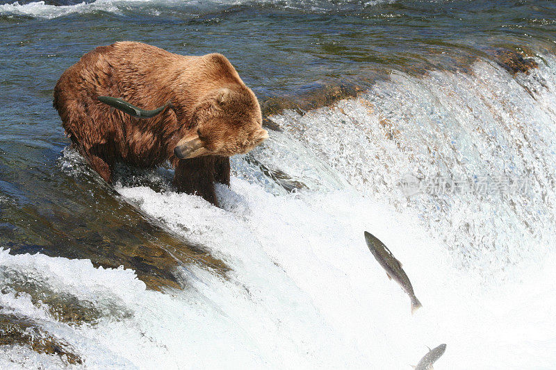 鲑鱼飞过饥饿的棕熊