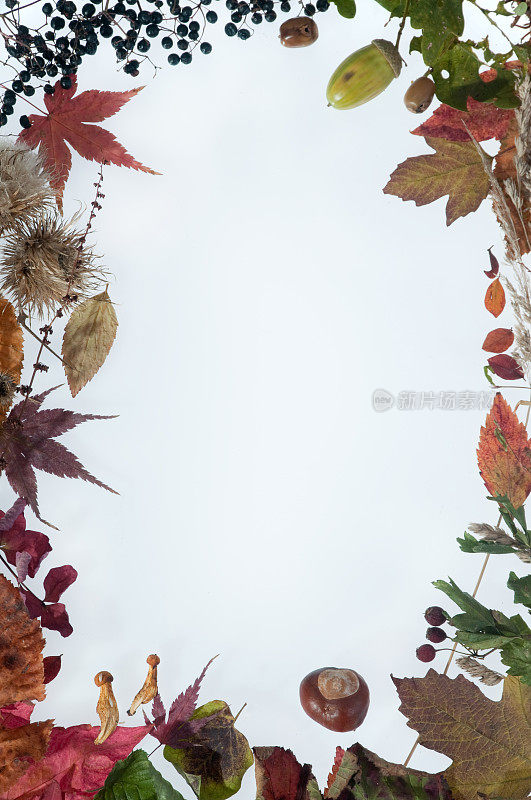 秋叶边界上的光背景