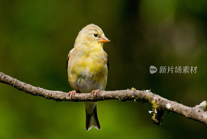 雌性美洲金翅雀栖息在树枝上