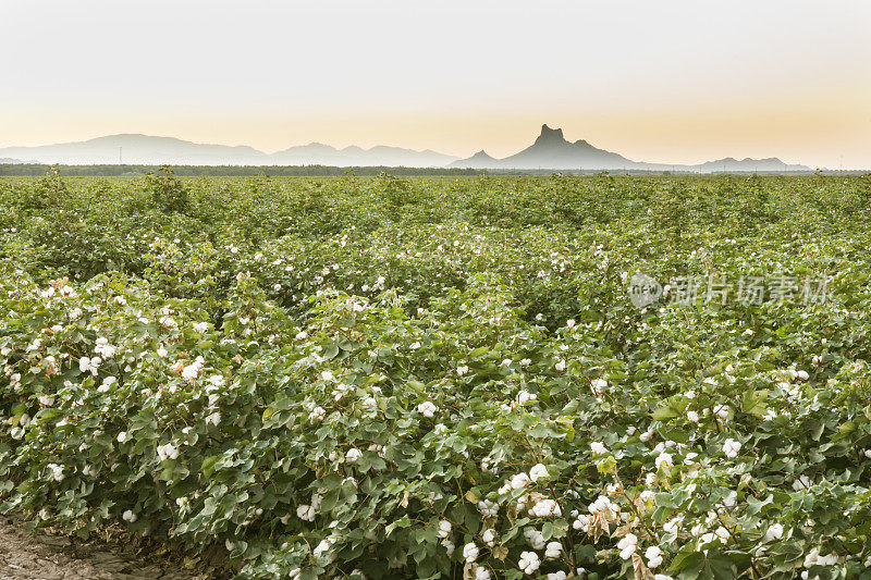 Picacho峰附近棉花田的日出