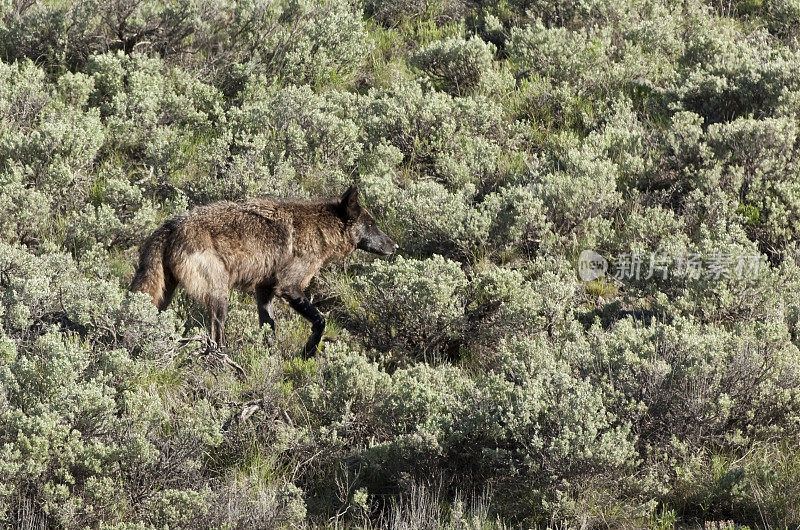 黑拉马尔峡谷狼黄石国家公园怀俄明州