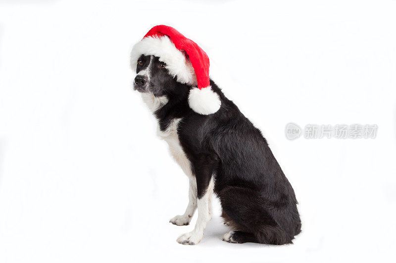 狗圣诞帽圣诞澳大利亚牧羊犬节日圣诞假日宠物