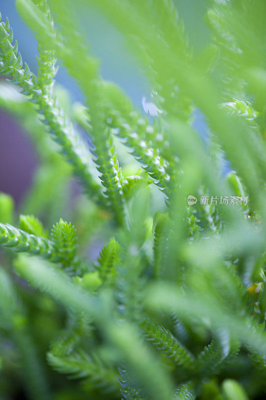 肉质植物近距离观察