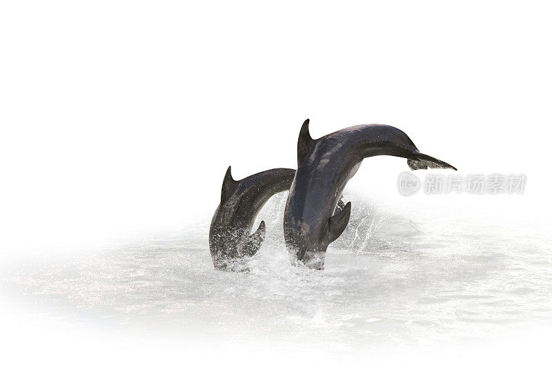两个海豚跳跃