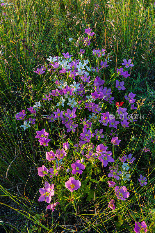草原玫瑰龙胆野花，俄克拉荷马州