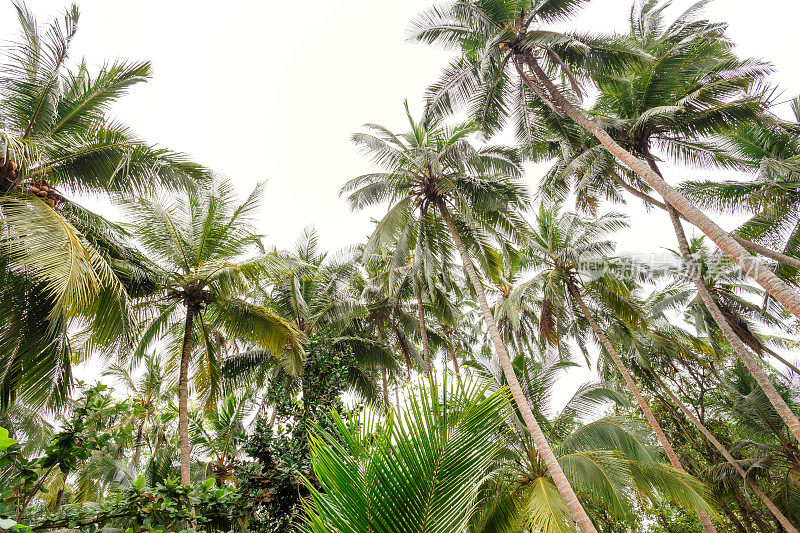 棕榈树、海滩。