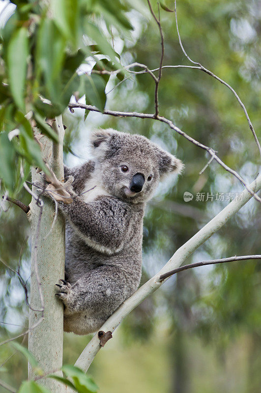 澳大利亚桉树上的考拉，向下看
