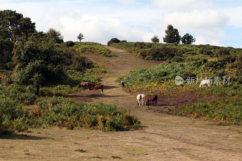 苹果斯莱底到山新山森林