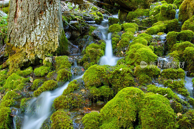 苔藓在河水中流淌