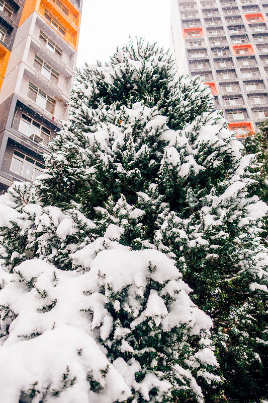 雪松