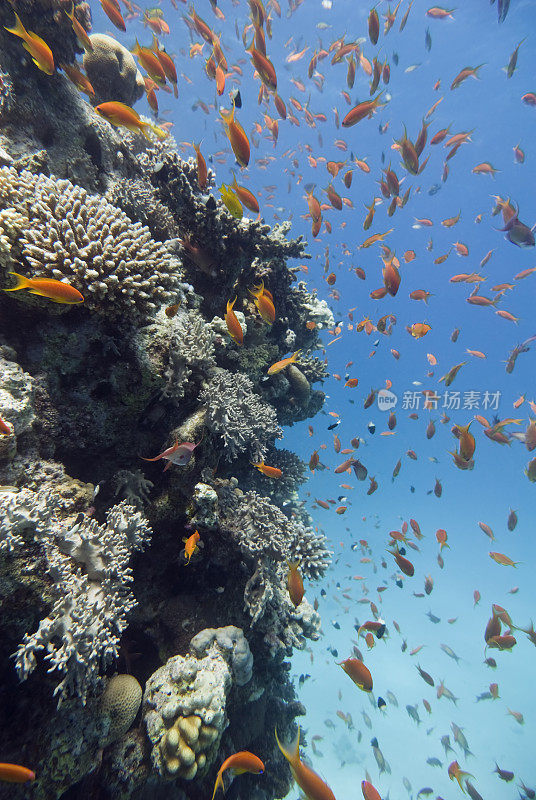 热带的海洋生物