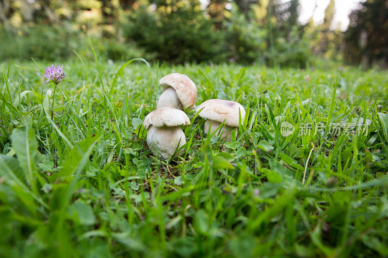 大自然中美丽的山蓬…牛肝菌属菌类可食的……牛肝菌菇