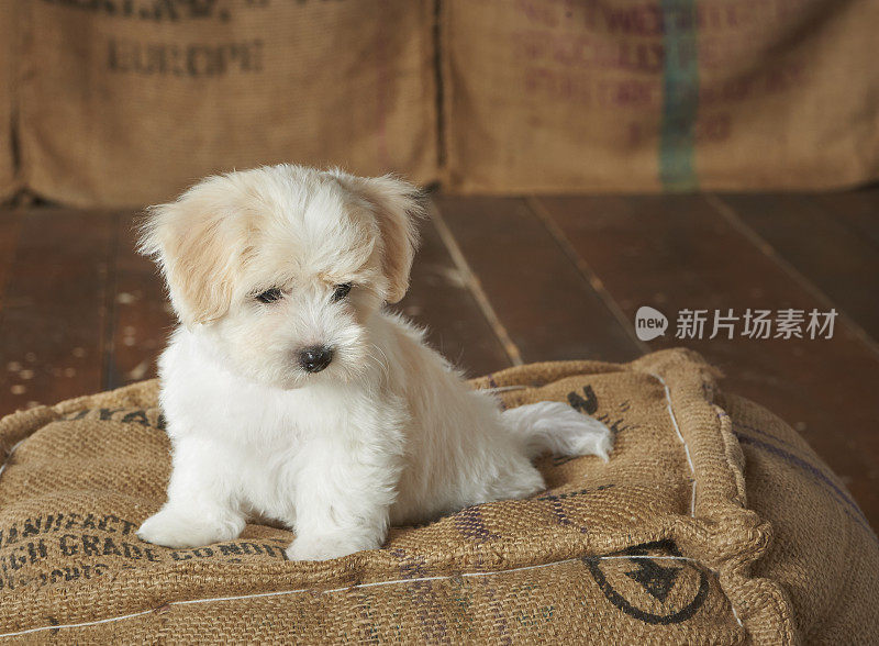 可爱的小狗躺在枕头上