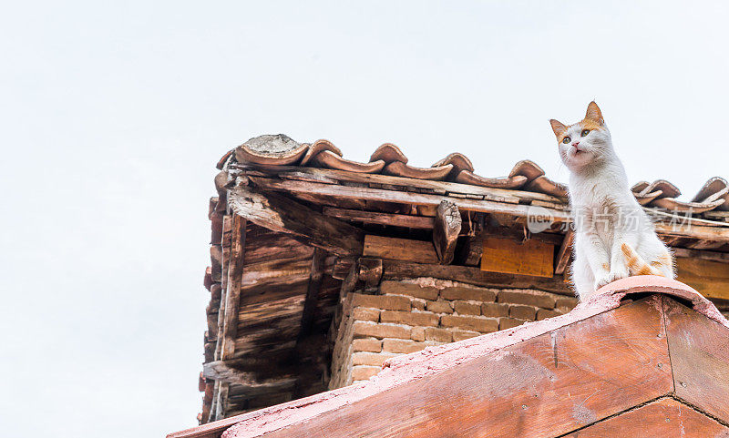 屋顶上的猫