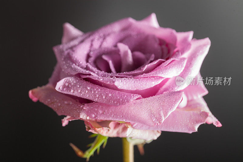 单瓣美丽的紫色玫瑰和黑色背景的露珠