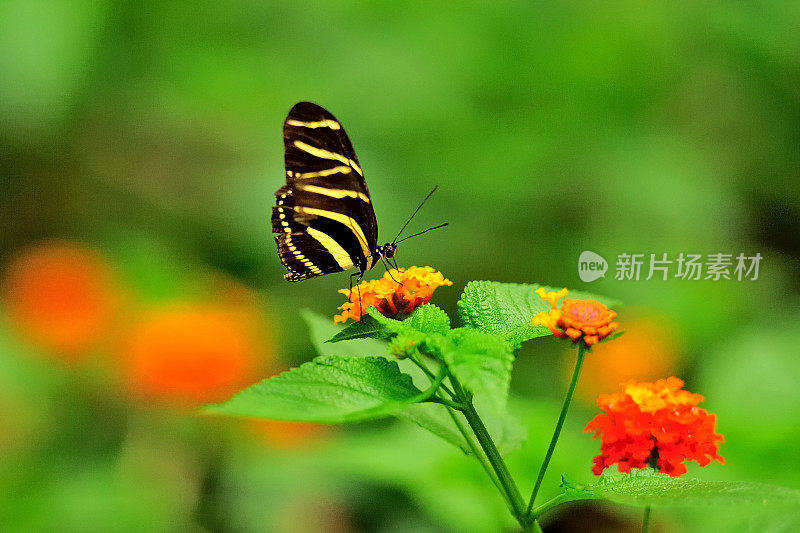 蝴蝶在一朵花上