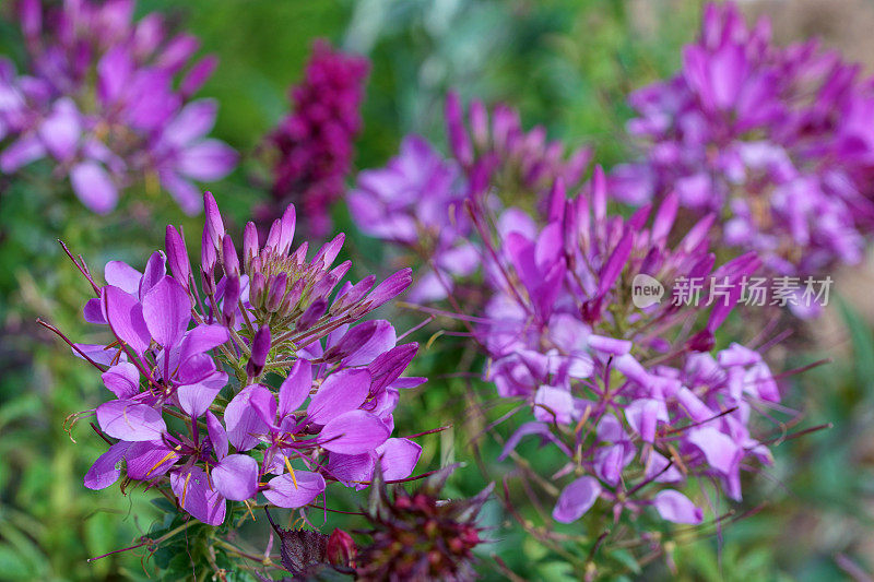 醉蝶花属spinosa花