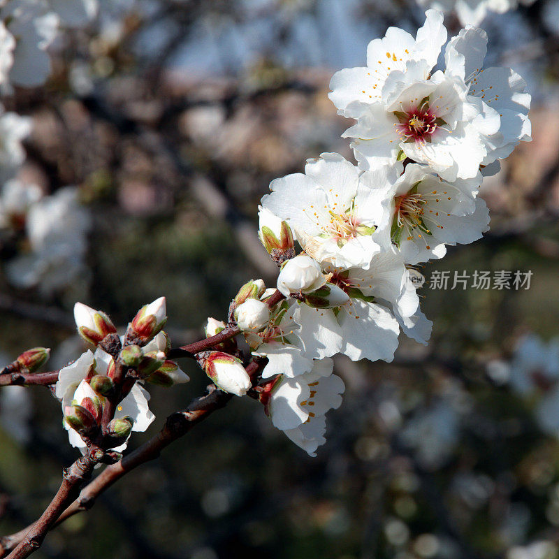 杏树开花