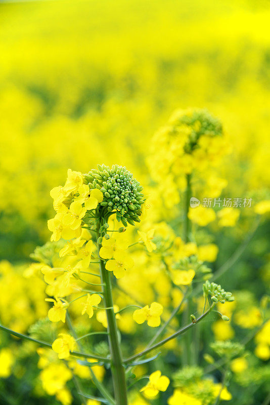 油菜花在田间开着花蕾