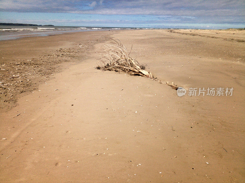 废弃的威尔士海滩上的沙滩和浮木上的脚步声