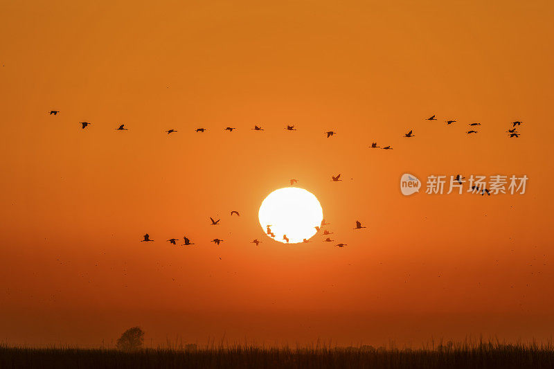 沙丘鹤在日出上飞翔，加利福尼亚，美国